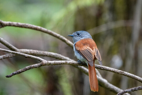 Tchitrec des Mascareignes / Terpsiphone de Bourbon /Gobe-mouche de paradis de la R&eacute;union / Oiseau la Vierge / Terpsiphone&nbsp;bourbonnensis
