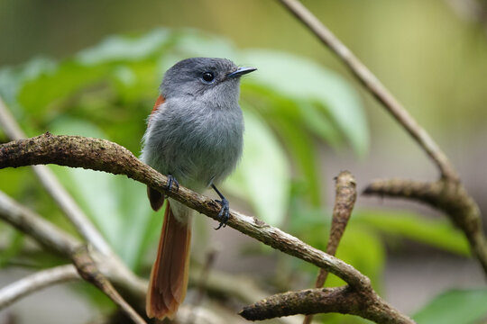 Tchitrec des Mascareignes / Terpsiphone de Bourbon /Gobe-mouche de paradis de la R&eacute;union / Oiseau la Vierge / Terpsiphone&nbsp;bourbonnensis