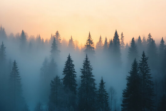 Mystical forest scene with fog and a beautiful sunset in the background. The tranquil forest is shrouded in a soft mist, creating a serene and captivating atmosphere.