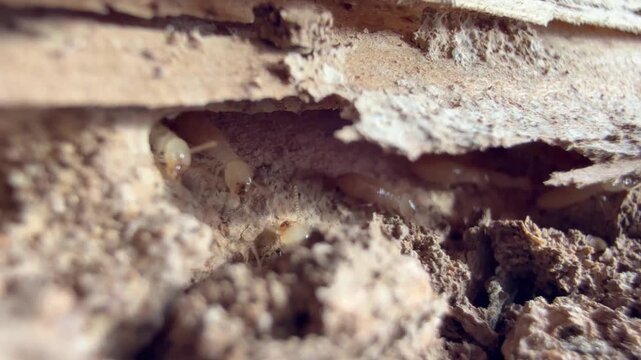木造住宅の柱からシロアリの巣
