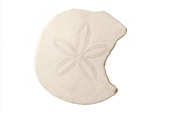 Sand dollar shell with distinct radial pattern, an ocean echinoid skeleton showing marine life on a transparent background