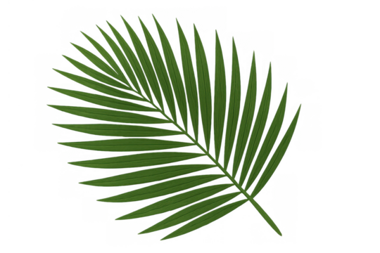 Lush green palm frond symbolizing tropical vacation, summer holidays, and exotic nature, on transparent background