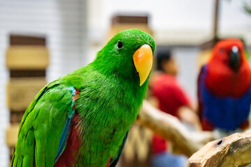 Colorful parrots engaging in playful behavior at a wildlife sanctuary vibrant avian life close-up view nature exploration