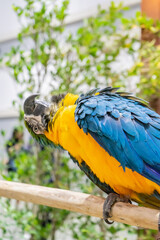 Vibrant blue and yellow macaw parrot displaying unique posture indoor oasis wildlife photography lush environment close-up perspective nature's beauty
