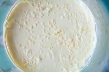 Macro shot of mold and fungal colonies growing on spoiled food in a surface &ndash; microbiology and food contamination concept