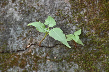 Green mossy wall surface is split by a deep crack, from which small, resilient green Ficus religiosa plants sprout. Image capture nature's persistence. bodhi, peepal, peepal or ashwattha tree.