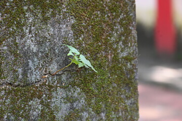 Green mossy wall surface is split by a deep crack, from which small, resilient green Ficus religiosa plants sprout. Image capture nature's persistence. bodhi, peepal, peepal or ashwattha tree.