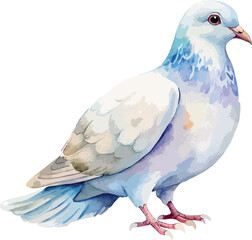 White Dove Bird Vector Watercolor Illustration