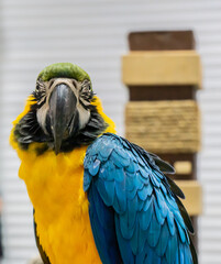 Captivating encounter with a colorful parrot exotic bird sanctuary wildlife photography indoor setting close-up view vibrant avian beauty