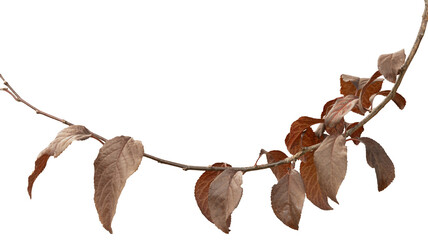 Autumn branch with red leaves on an isolated white background. Image outline included