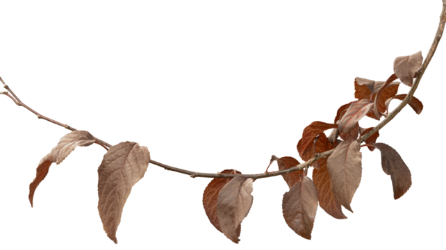 Autumn branch with red leaves on an isolated white background. Image outline included