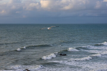 A seagull hovers above the surface of the sea during a storm. Birds and the sea. A storm at sea and inclement weather. Waterfowl fly over the surface of the sea.