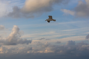 A seagull hovers above the surface of the sea during a storm. Birds and the sea. A storm at sea and inclement weather. Waterfowl fly over the surface of the sea.