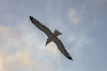 A seagull hovers above the surface of the sea during a storm. Birds and the sea. A storm at sea and inclement weather. Waterfowl fly over the surface of the sea.