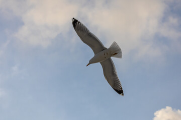 A seagull hovers above the surface of the sea during a storm. Birds and the sea. A storm at sea and inclement weather. Waterfowl fly over the surface of the sea.