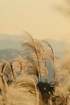 秋の風物詩　ススキ