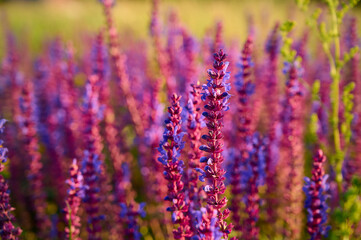 Purple sage flowers blooms in the summer meadow.