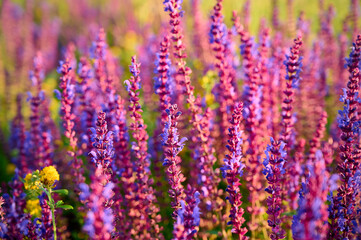 Purple sage flowers blooms in the summer meadow.
