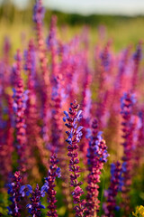 Purple sage flowers blooms in the summer meadow.
