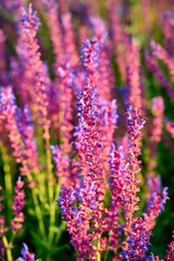 Obraz premium Purple sage flowers blooms in the summer meadow.