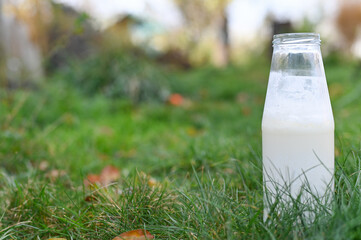 Glass Milk Bottle on Grass in Garden