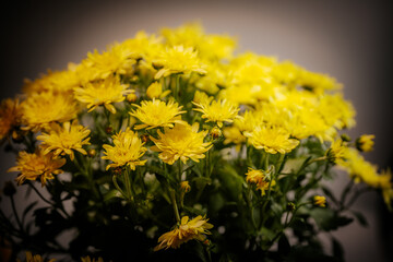A bouquet of blooming yellow chrysanthemums captured under warm, soft lighting. The flowers stand out against a neutral background, creating a vibrant yet calming floral scene.
