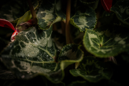 Close-up of cyclamen plant leaves with variegated patterns and water droplets, captured in low light. The dark background enhances the dramatic contrast and texture.