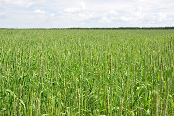 Lush Green Wheat Field Stretching to the Horizon