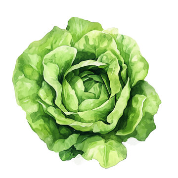 Nice_Watercolor_style_painting_of_fresh_lettuce_on_a_white_Hand-painted watercolor design, vectorized, painting style, vector set available in EPS, simple design