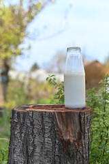 Milk Bottle on Tree Stump Outdoors