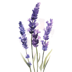 Watercolor_style_painting_of_hand_painted_lavender_on_a_white_Simple Hand-painted watercolor style, vectorized, painting style, vector set available in EPS