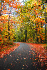 Obraz premium autumn in the forest