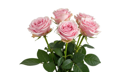 Delicate pink roses convey love and appreciation in a stunning floral arrangement for Valentine's Day gifts