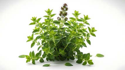 Obraz premium Fresh Oregano Plant with Green Leaves and Purple Flowers.