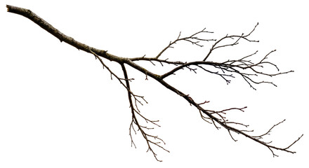 Fototapeta premium Bare Tree Branch with Twigs and No Leaves 3.