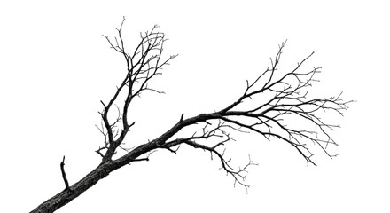Obraz premium Bare Tree Branches Silhouette in Black and White.