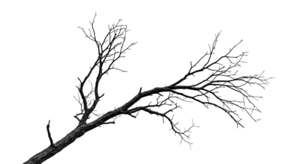 Bare Tree Branches Silhouette in Black and White.