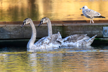 Two swans of the year and one seagull of the year hoping for food