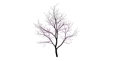 Obraz premium Bare Tree in Winter Landscape with No Leaves.