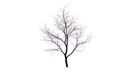 Bare Tree in Winter Landscape with No Leaves.