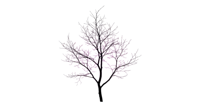 Bare Tree in Winter Landscape with No Leaves.