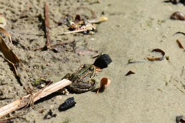 Frog on the beach in the spring. Close-up