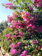 Abundant bougainvillea flowers cascading down creating a vibrant floral display