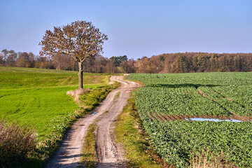 A lone tree growing by a dirt road amidst cultivated fields on a sunny autumn day