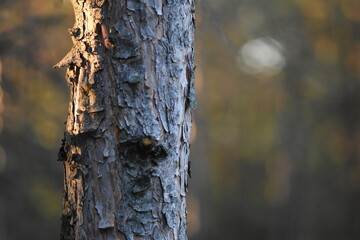 Pine tree bark at sunset in the forest. Shallow depth of field