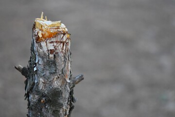 felled tree trunk with bark of a pine tree with pine resin on a gray background