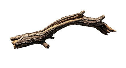 Fototapeta premium Closeup of a Fallen Tree Branch on White Background.