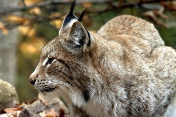 lynx