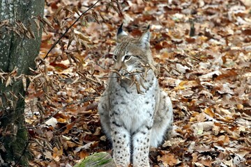 lynx