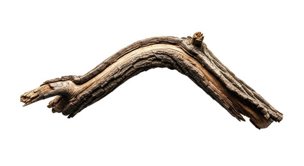 Obraz premium Closeup of a Twisted Tree Branch 1.